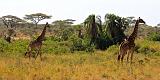 TANZANIA - Serengeti National Park - Giraffe - 3